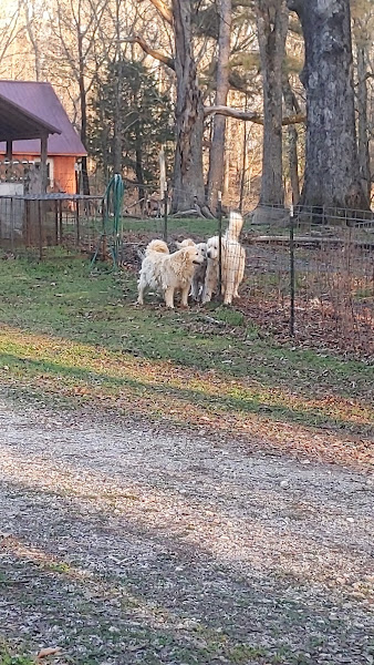 Dark Hollow Farm