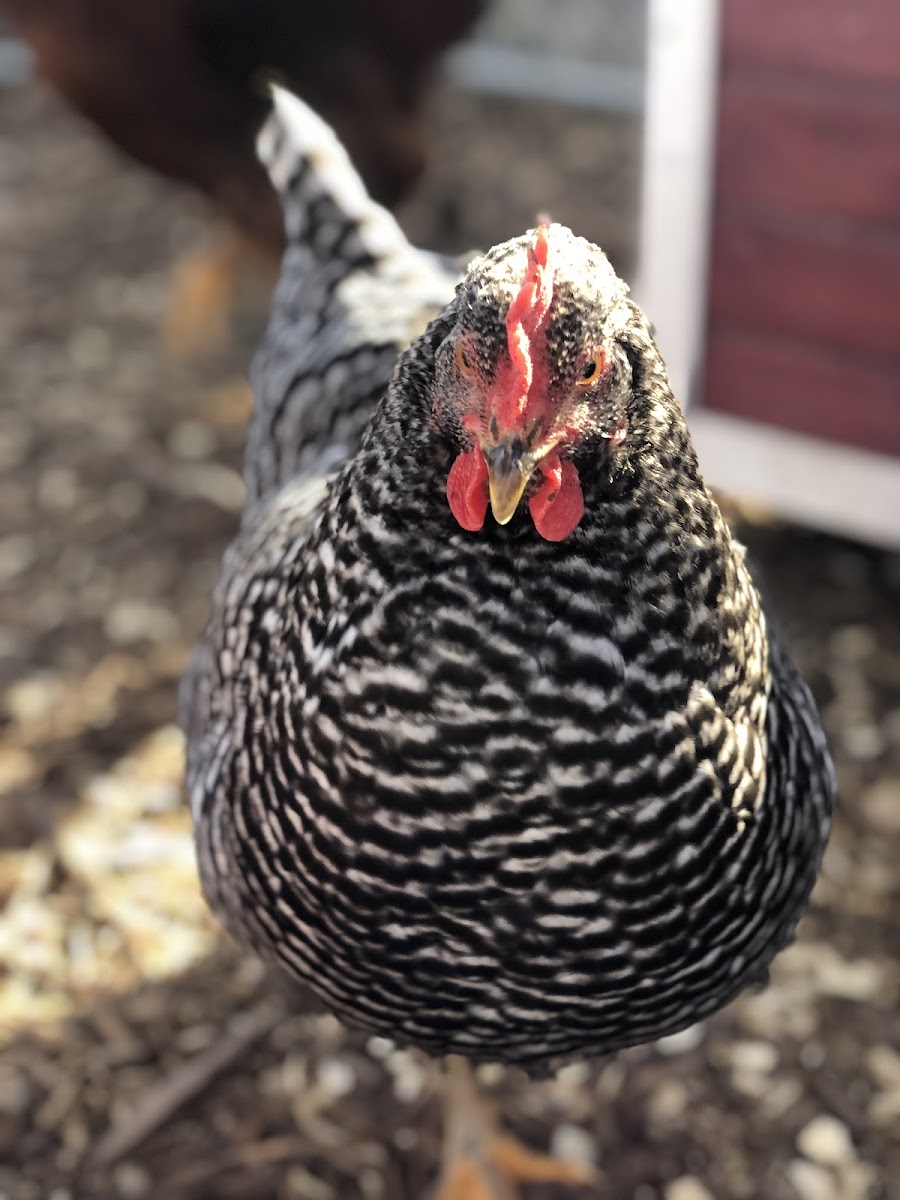 Hoops & Hooves Farm photo 2