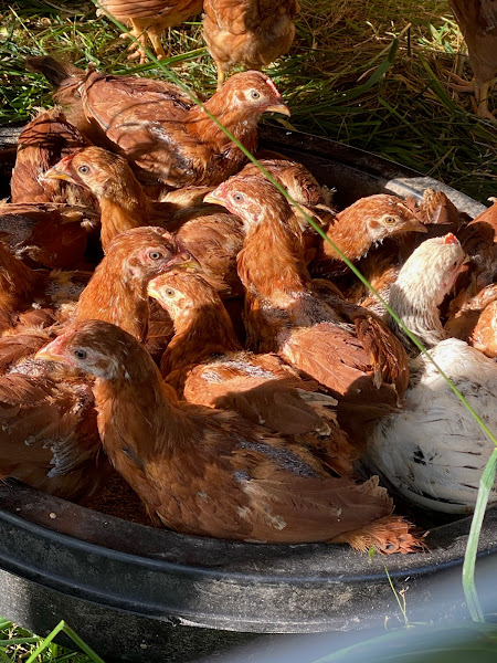 Maples Farm Fresh Eggs photo 3