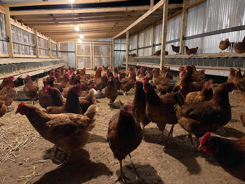 Maples Farm Fresh Eggs photo 4