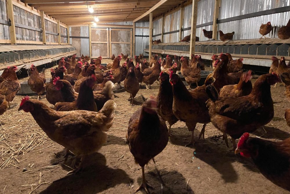 Maples Farm Fresh Eggs