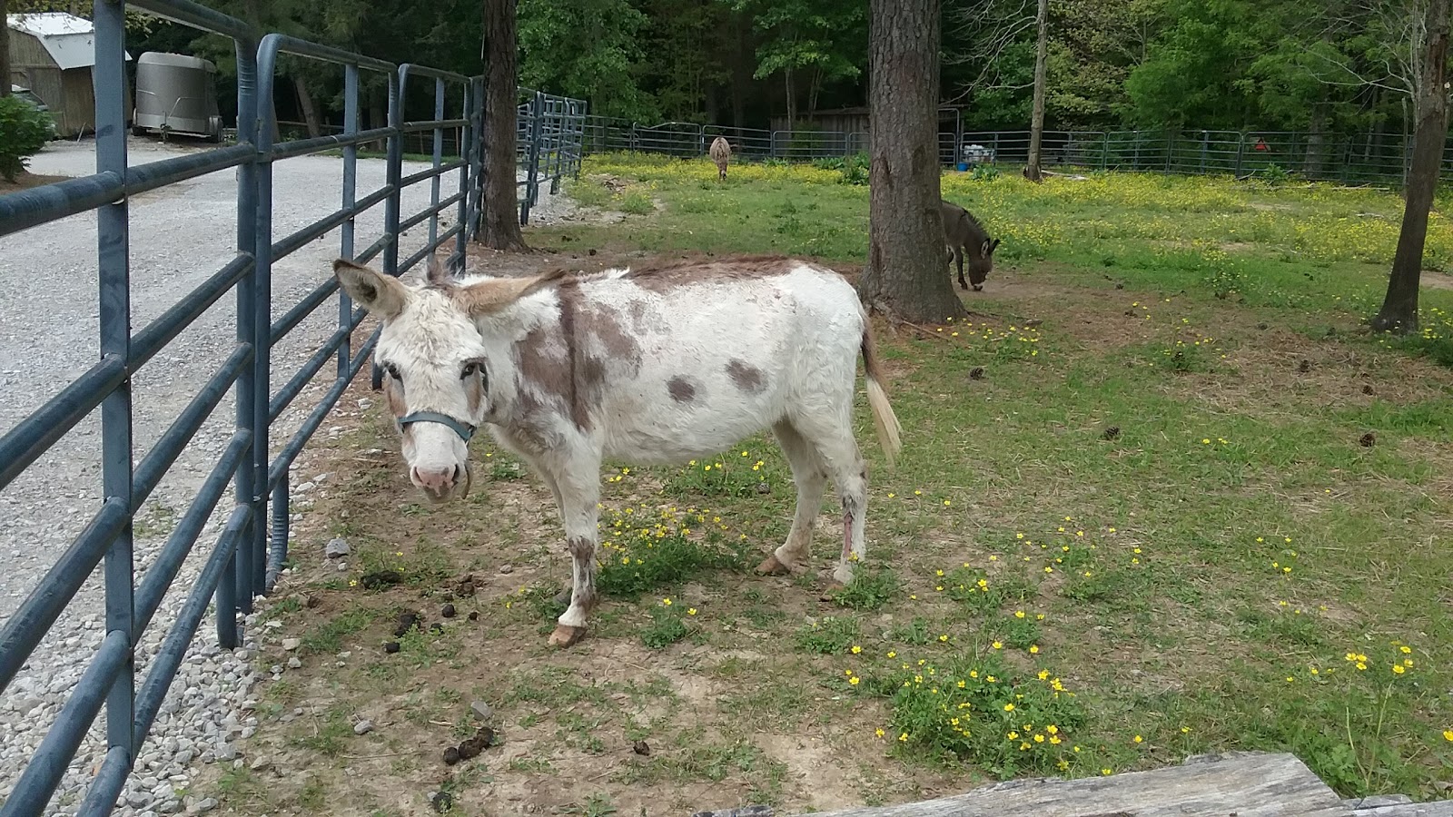 Baker Mountain Farm photo 2
