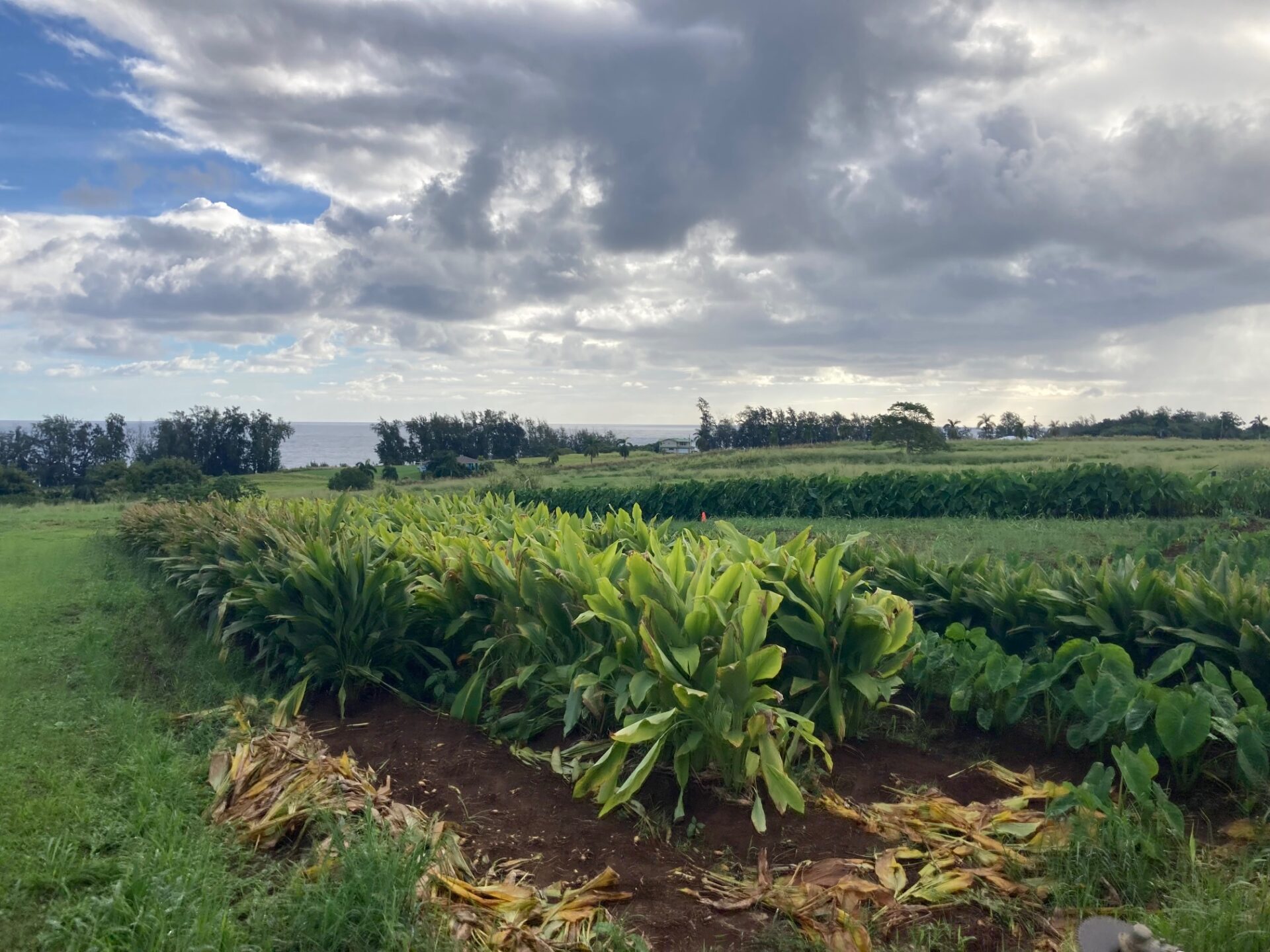 Pinner Creek Organics