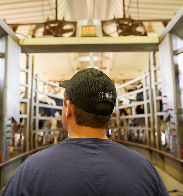 Blue Star Dairy Farms photo 6