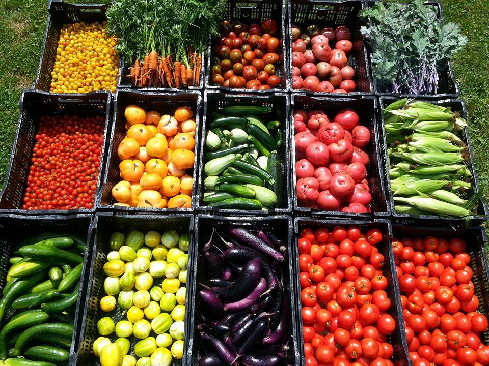 Friendship Farms