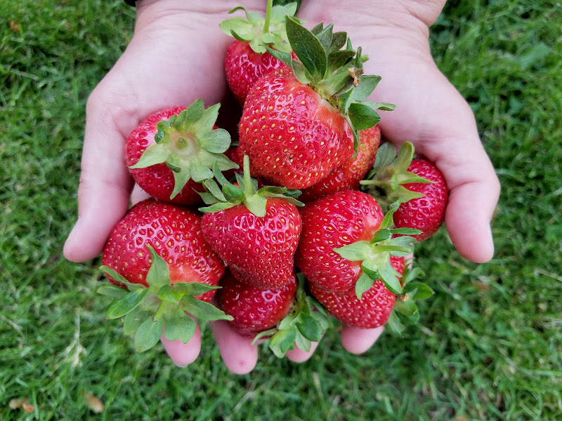 Mitchell's Berries, LLC also known as Mitchells Farm photo 2