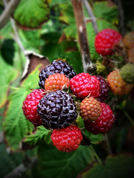 Mitchell's Berries, LLC also known as Mitchells Farm photo 3