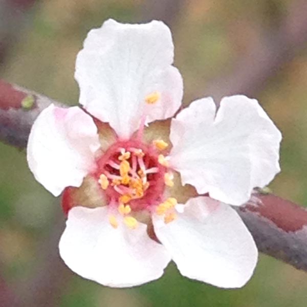 Sunnysweet Orchard & Farm photo 2