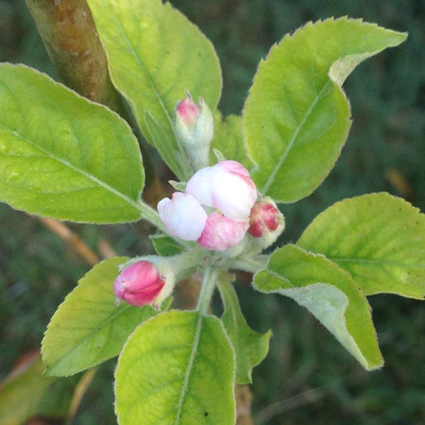 Sunnysweet Orchard & Farm photo 3