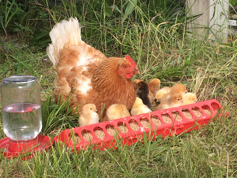 Bluegrass Bounty Farms photo 3