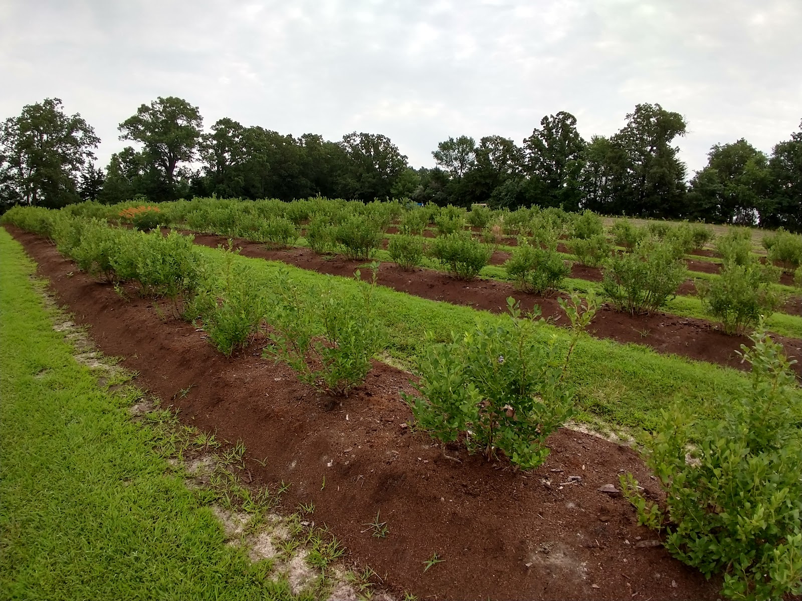 Ozark Berry Farm photo 2