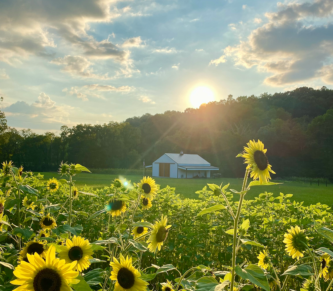 Herron Family Pastures photo 16
