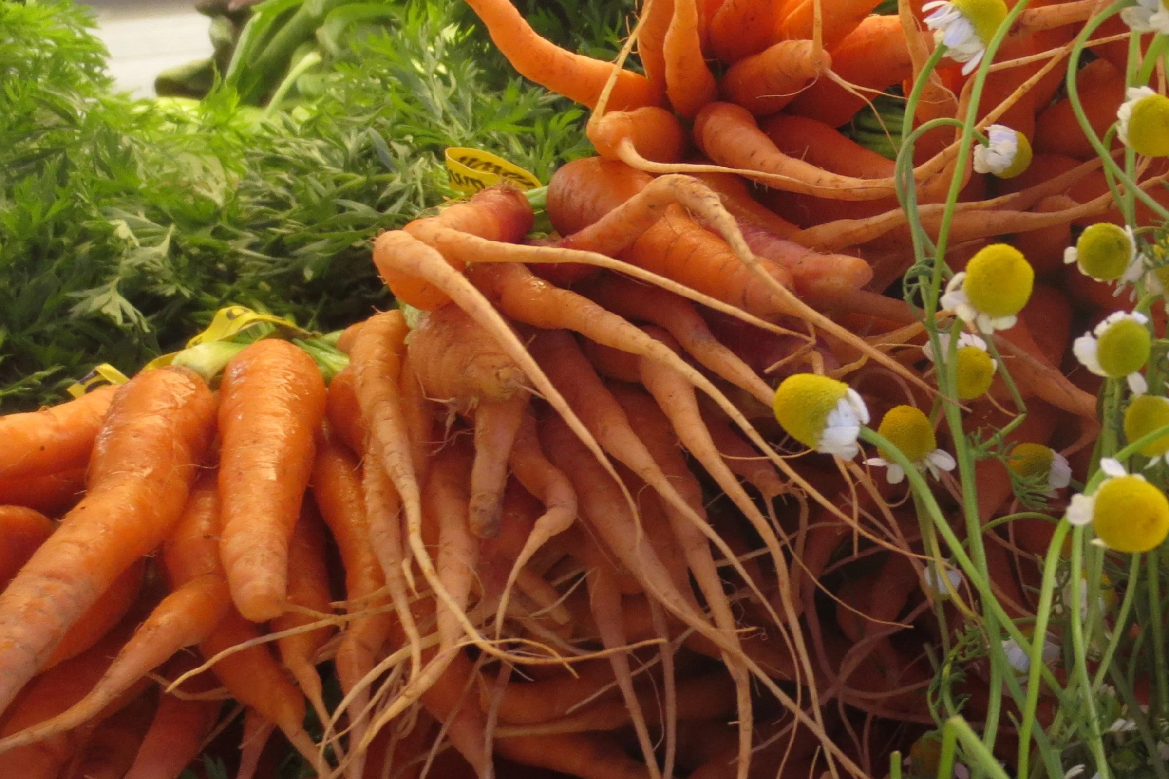 Norwich Meadows Organic Farm - Tompkins Square