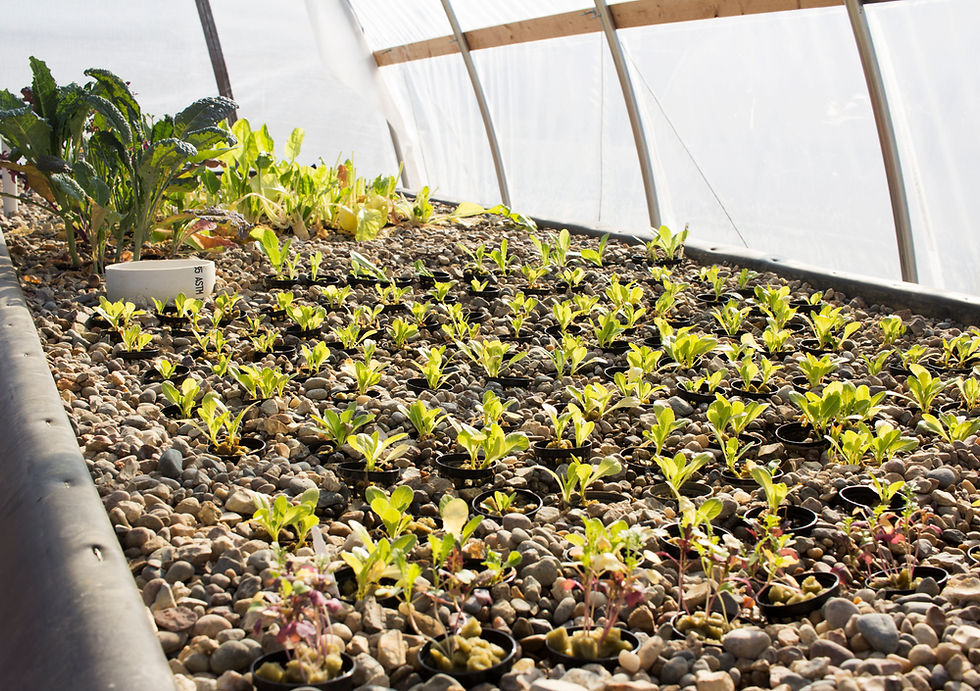 Good Life Growing photo 4