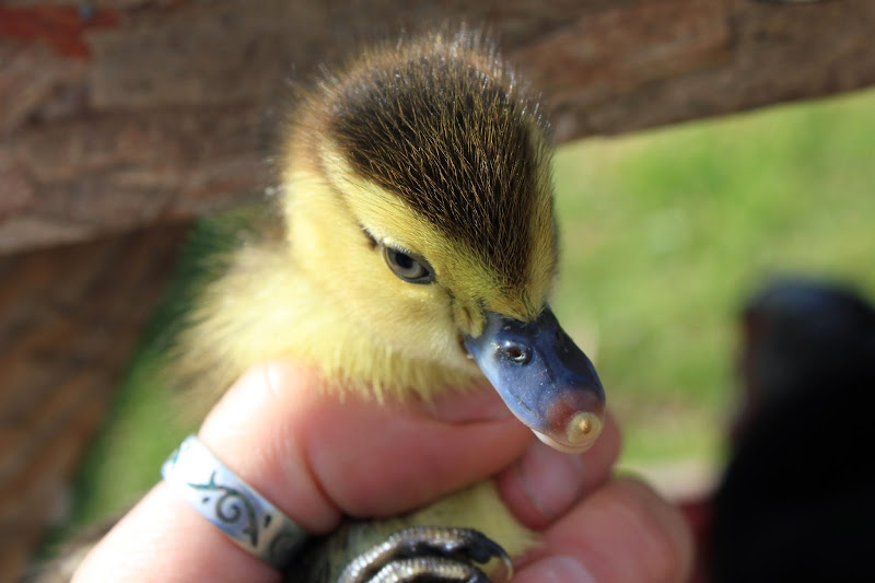 Birdsong Farm Oregon LLC photo 3