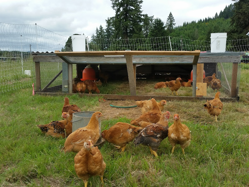 Birdsong Farm Oregon LLC photo 4