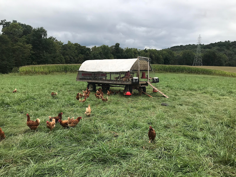 Grass Powered Poultry & Meats