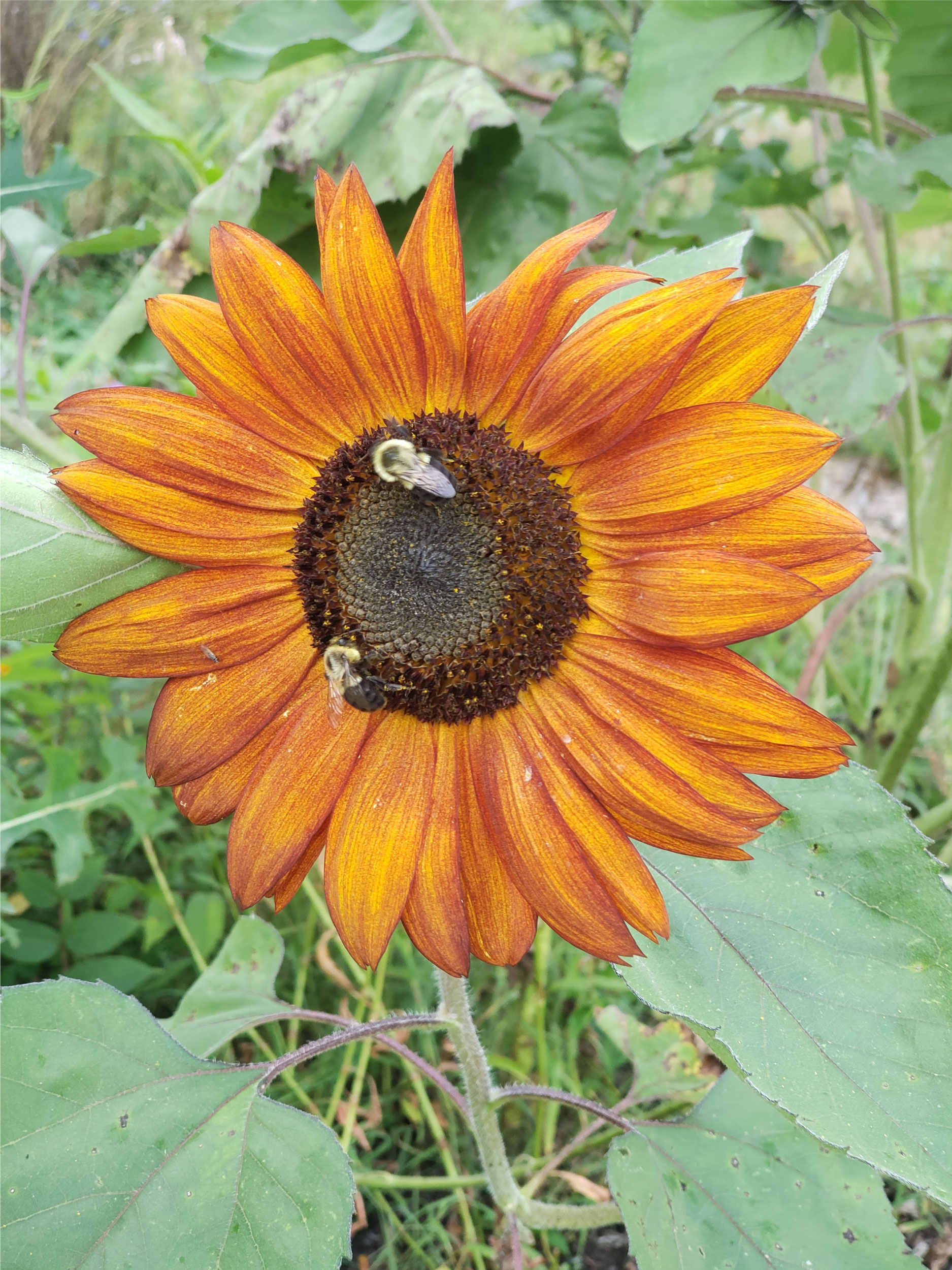 Walden Farm photo 4