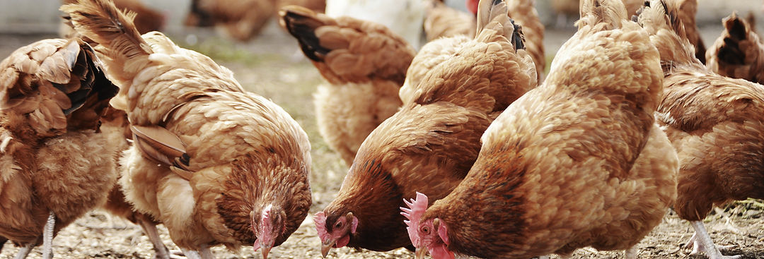 Kings Poultry Farm photo 28
