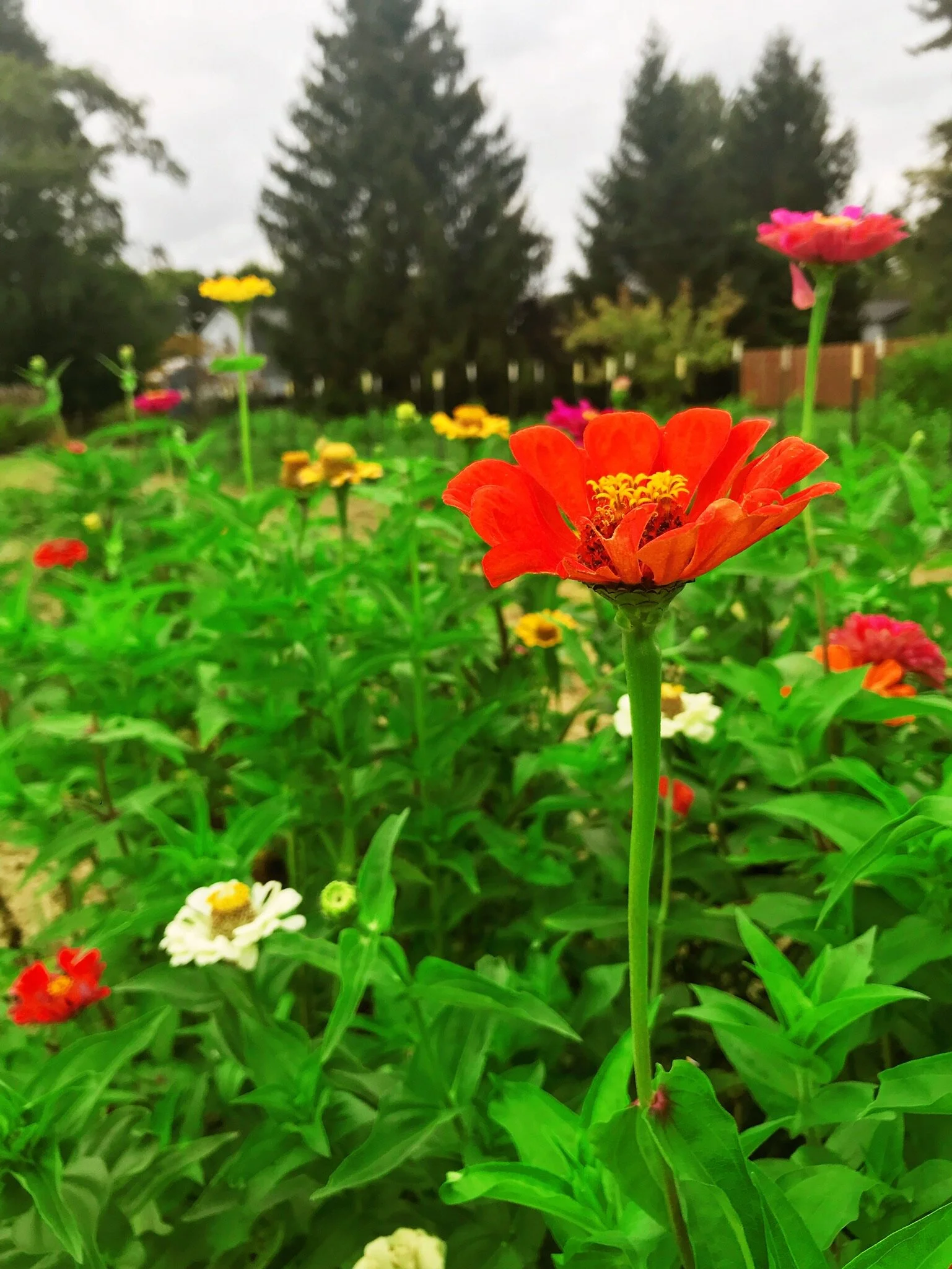 Sunset Harvest Farm photo 2