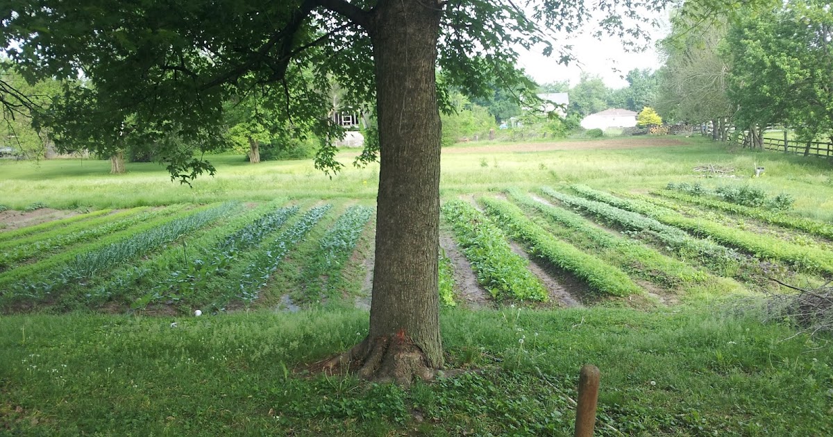 Marvin's Garden Produce