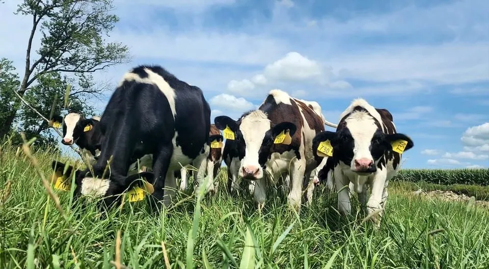 Atkins Raw Milk Dairy