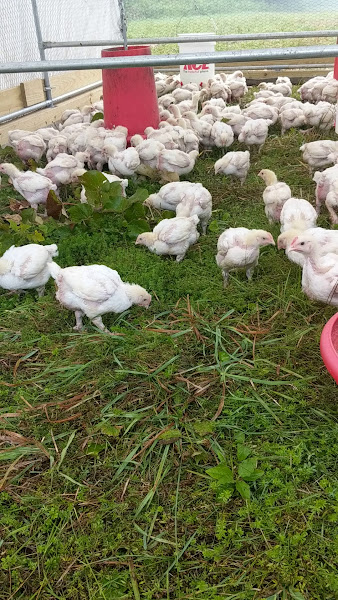 Four Mile River Farm