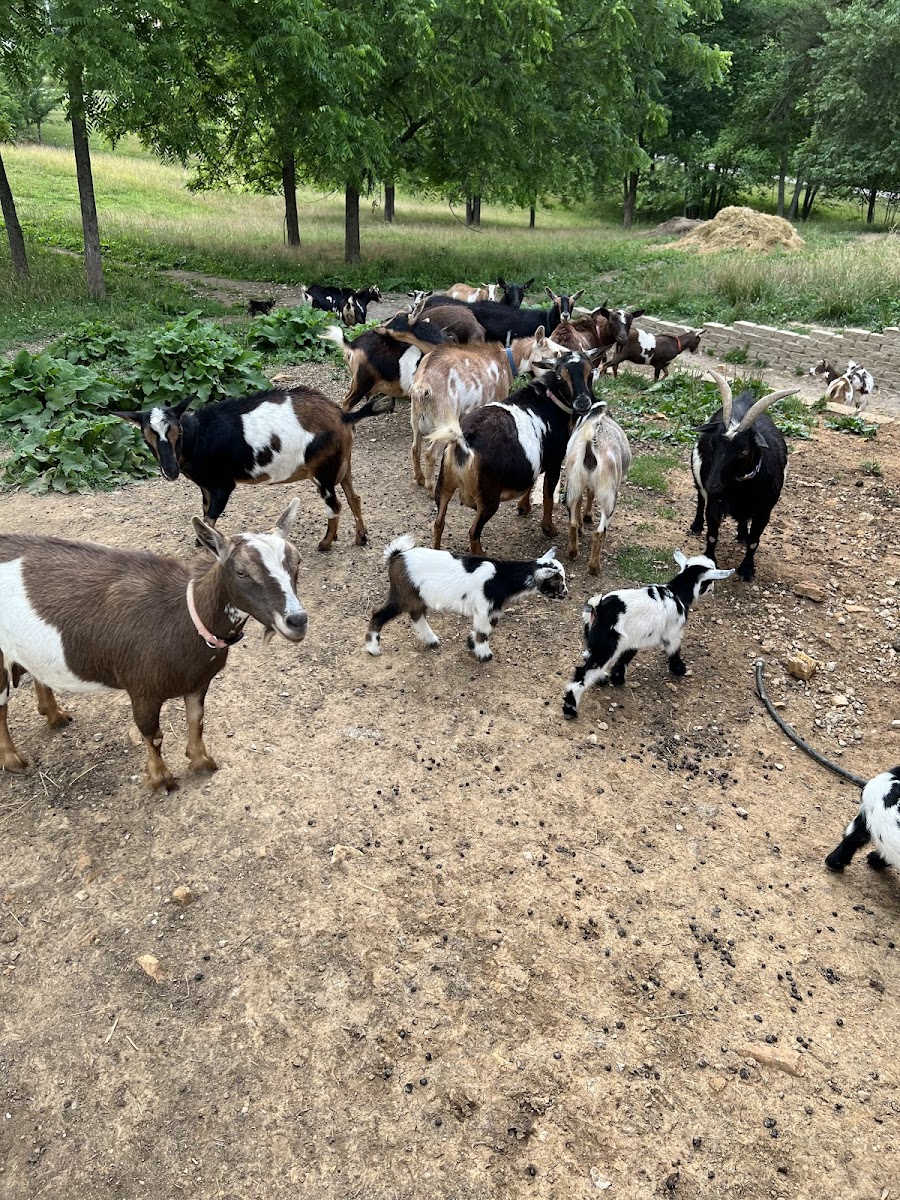 Hoosier Roots Farm
