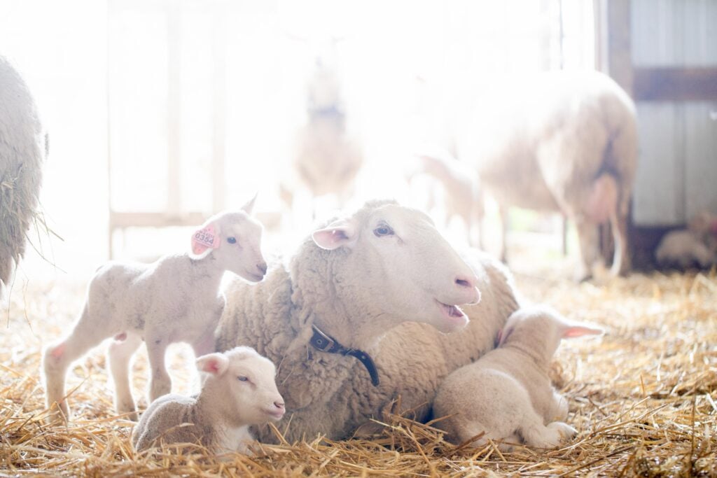 Harmony Fields photo 2