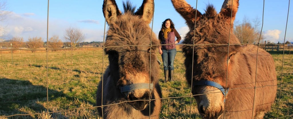 Harmony Fields photo 3