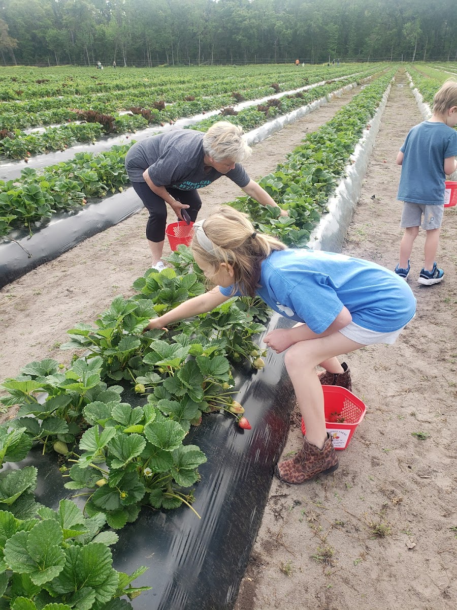 DEMPSEY FARMS UPICK photo 2