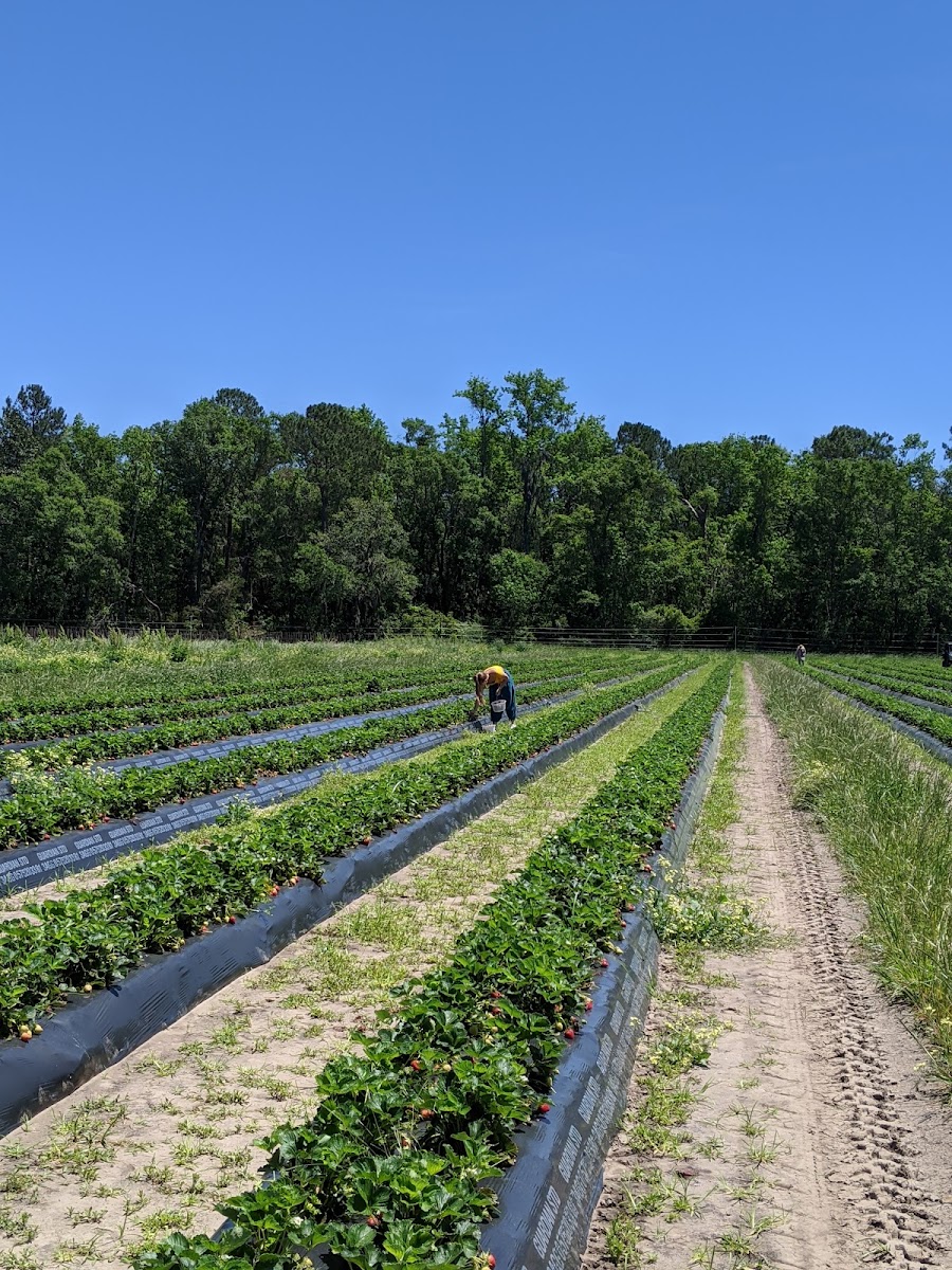 DEMPSEY FARMS UPICK photo 3