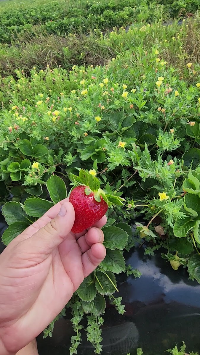 DEMPSEY FARMS UPICK photo 4