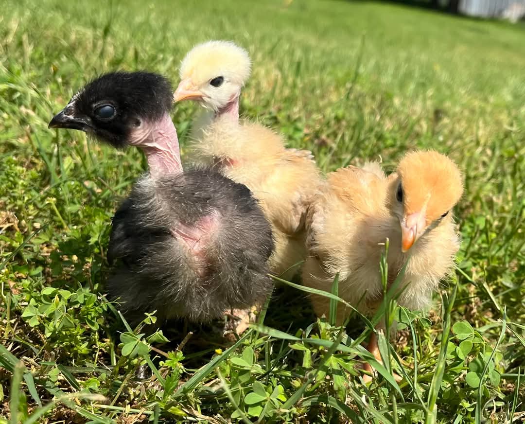 Barefoot Farm photo 2