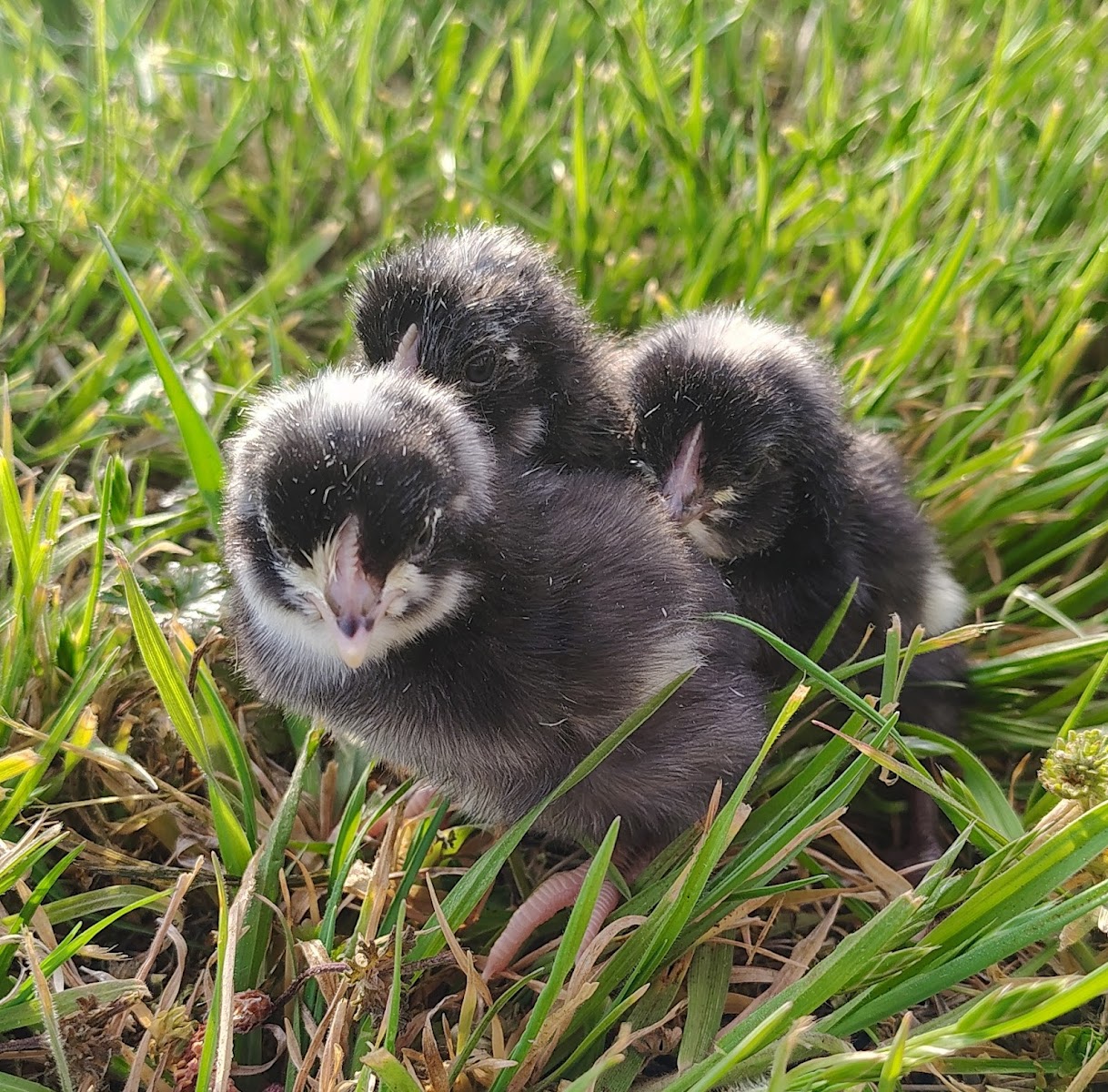 Barefoot Farm photo 3