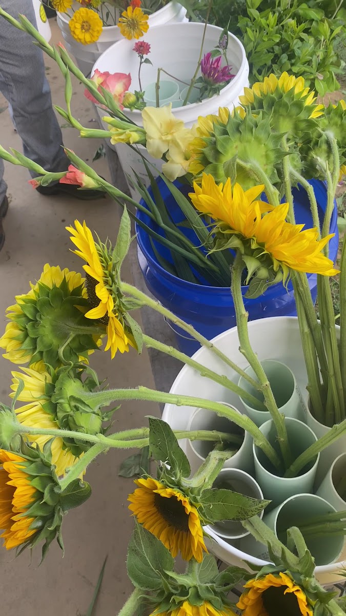 Abingdon Farmers Market photo 3