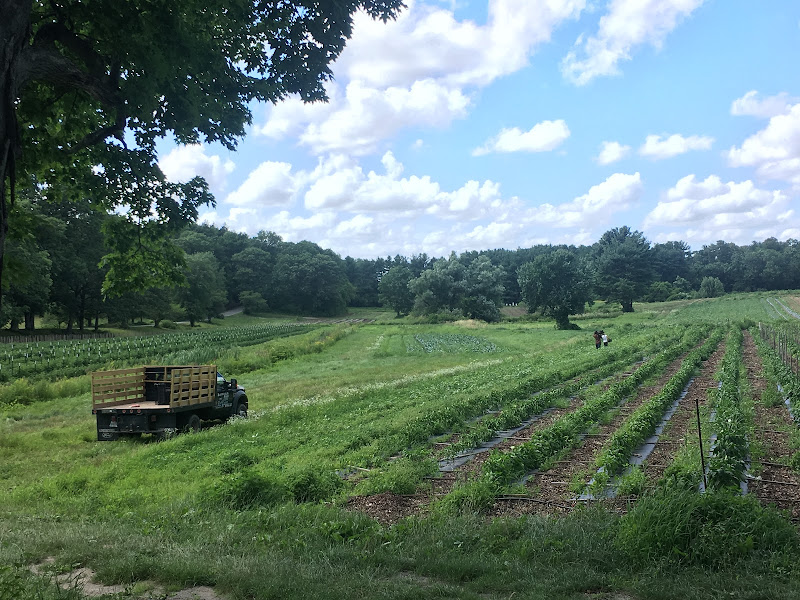 Maitland Mountain Farm