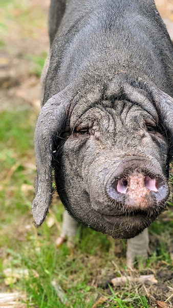 La Vida Buena Acres photo 2