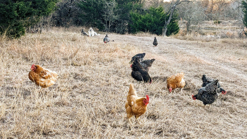 La Vida Buena Acres photo 3