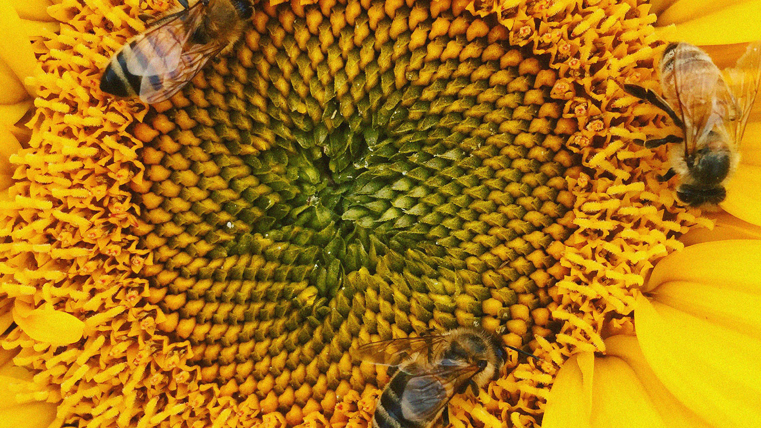 Lonely Mountain Farm