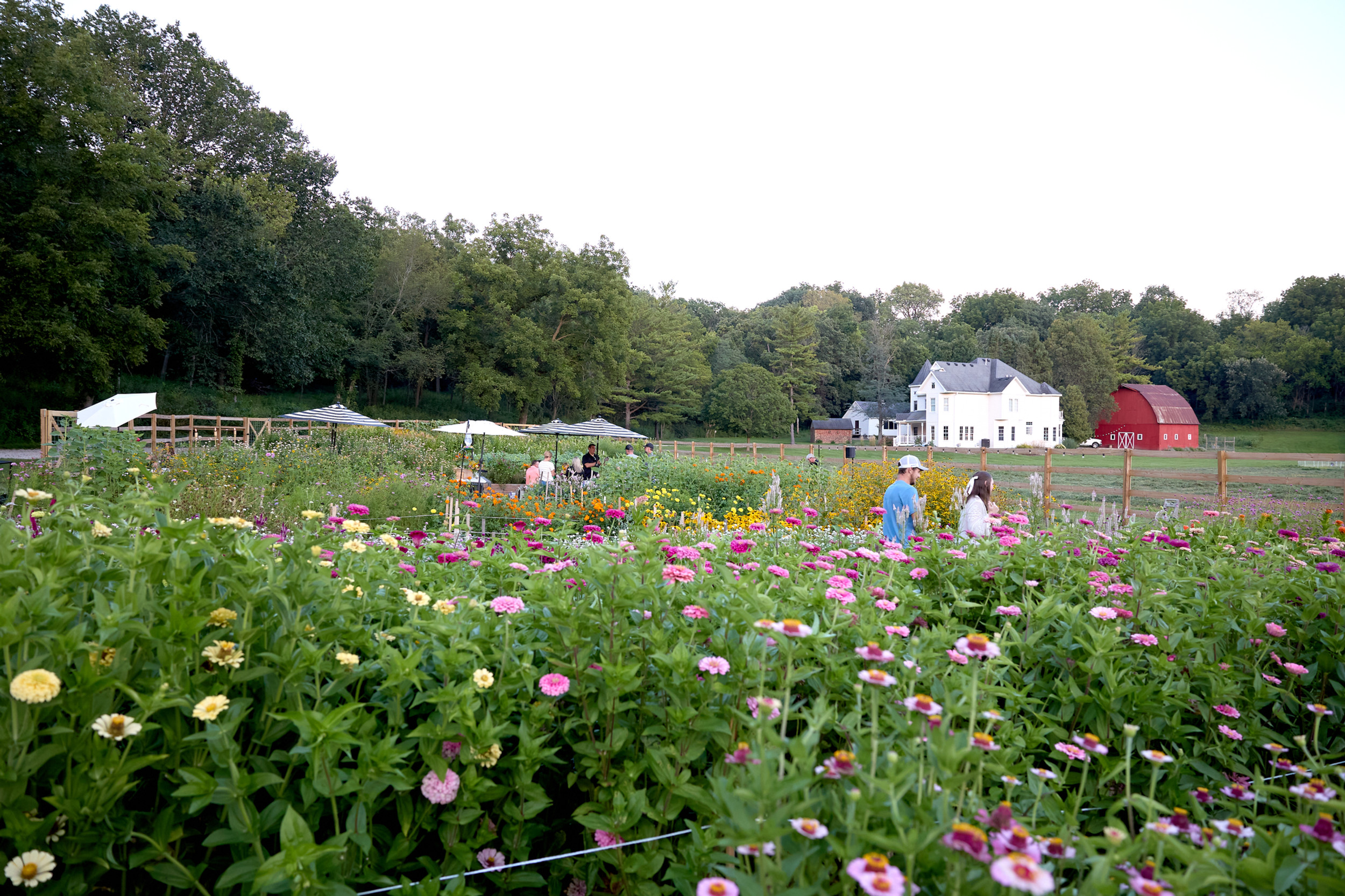 Bornemann Flower Farm