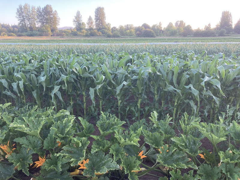 Kingfisher Organic Farm