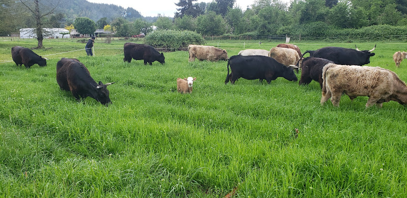 Black Tansy Farm photo 2