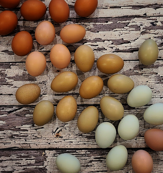 CannaCoop Homestead photo 2