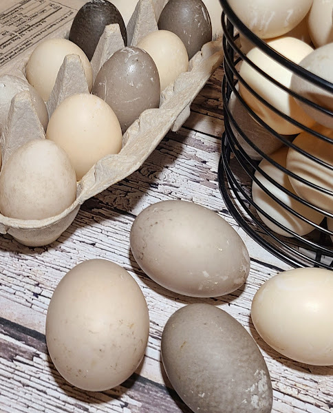 CannaCoop Homestead photo 3