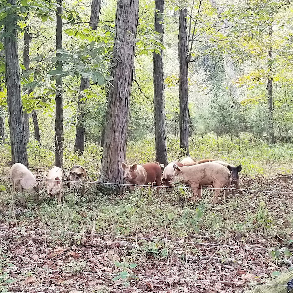 Taylor Family Farm photo 2