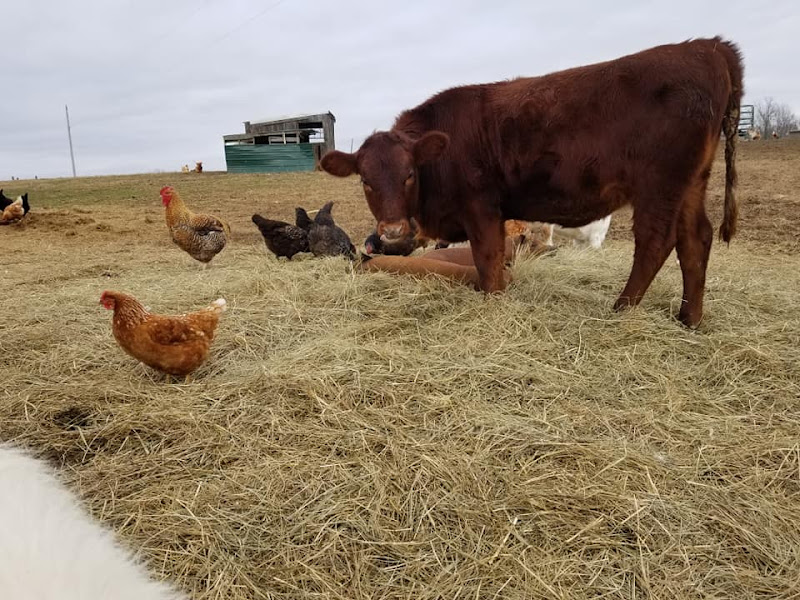 Taylor Family Farm photo 4