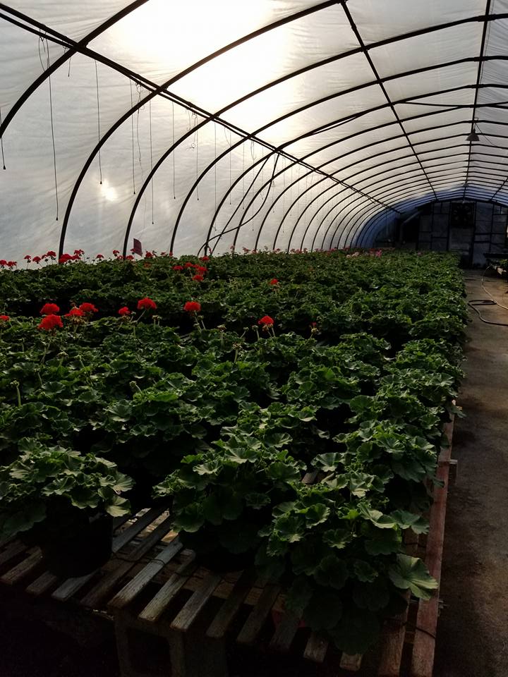 Old Settle Farms, LLC photo 2