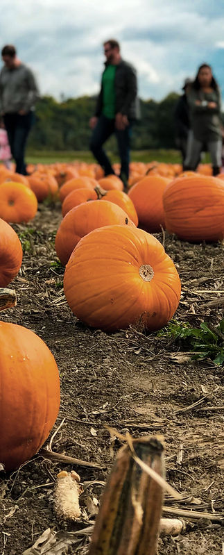 Henry River Farms photo 13