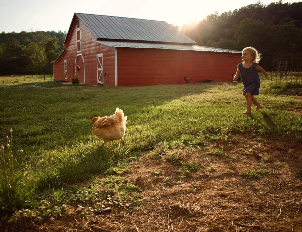 Henry River Farms photo 11
